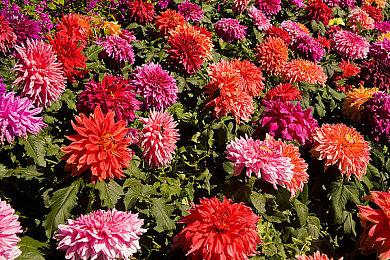 前《刺客信条》设计师操刀 剧情冒险游戏《马比诺吉昂的传说》公布